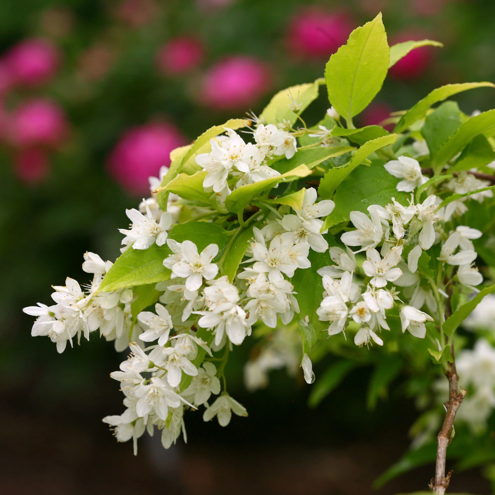Proven Winners ColorChoice 5" White Chardonnay Pearls Deutzia Live Plant in 4.5" Pot (4 Count)