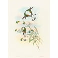 thumbnail image 3 of John Gould 11x14 Black Modern Framed Museum Art Print Titled - Spathura Peruana (Peruvian Racket-Tail), 3 of 5
