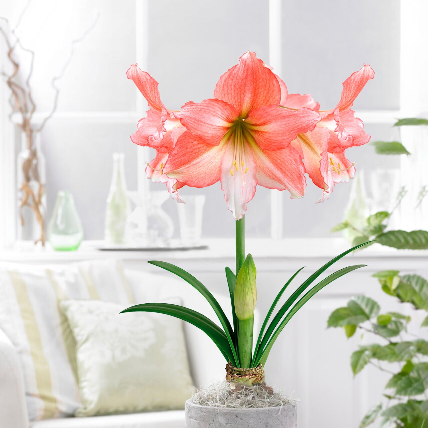 Garden State Bulb Tinkerbell Amaryllis Flower Bulb, 26/28cm (Bag of 6)