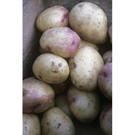 Potatoes (Solanum 'King Edward') Print Wall Art By Maxine