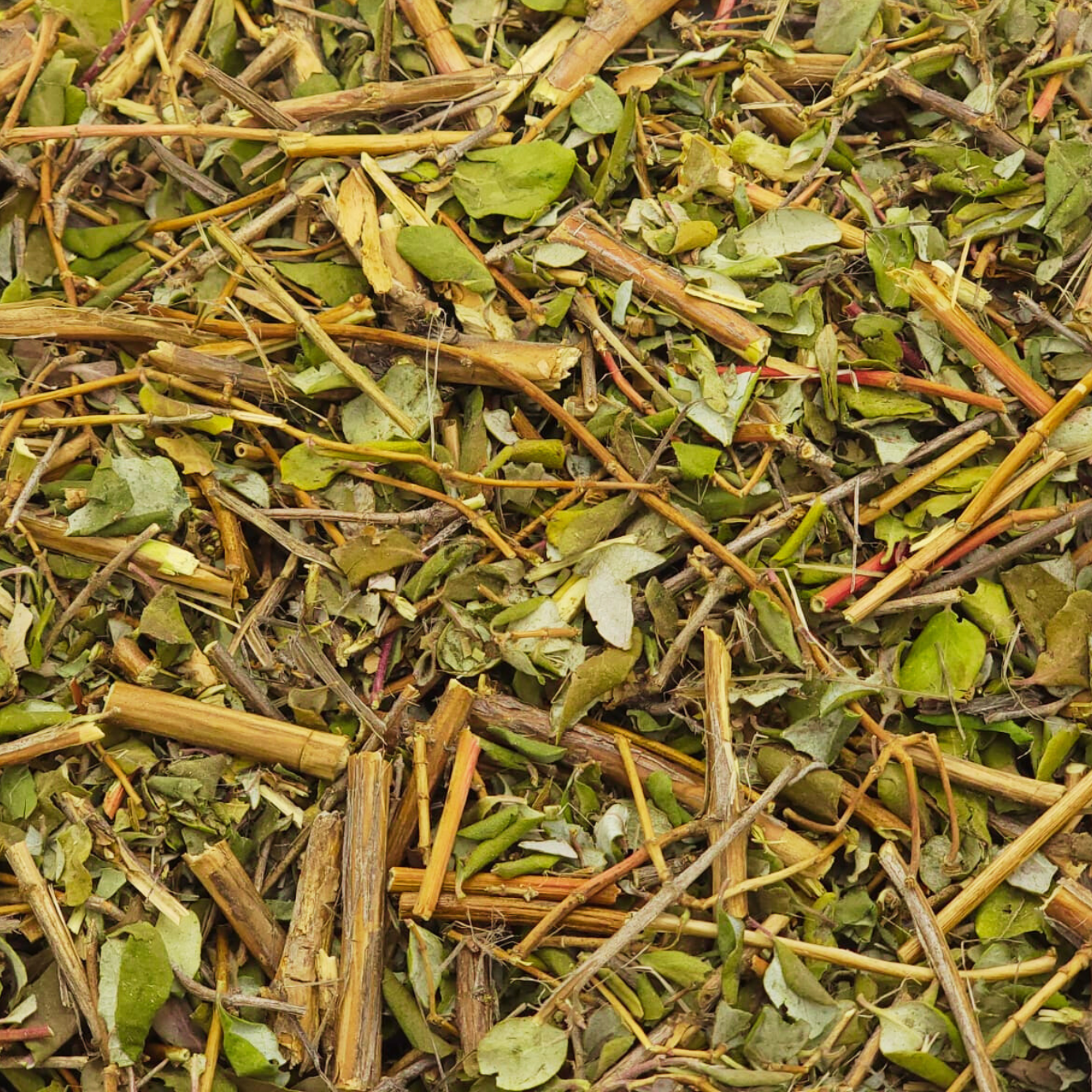Herbalista - Premium Moronel Loose Leaf Tea 4oz (114g) | Planta de la Vida | Synadenium Grantii | Wildcrafted, Non-GMO, All-Natural Wellness Tea | Makes 40+ Cups
