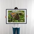 thumbnail image 3 of Monarch Butterfly on Daucus Carota - York Pennsylvania Photography Butterfly Insect Nature Wildlife Floral Garden Botanical Black Framed Wall Art Print 24 x 36 inches, 3 of 8