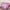 Pink Purple, variant on URBONUR Colorful Mermaid Twin Comforter Set for Girls Kids, Rainbow Glitter Fish Tail Bed Comforter Set, Gradient Galaxy Girl Bedding Set for All Season