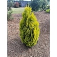 thumbnail image 5 of RedCrocus Forever Goldy Arborvitae-Compact Evergreen for Gardens  3 Gallon, 5 of 13