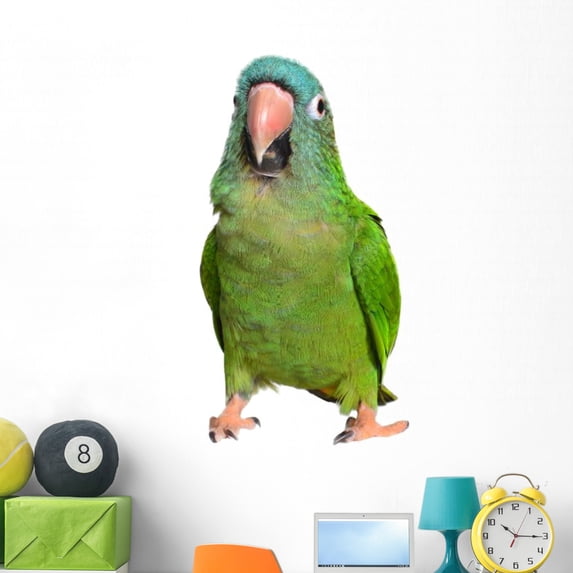 Blue Crown Conure Wall Mural by Wallmonkeys Peel and Stick Graphic (48 in W x 32 in H) WM351244