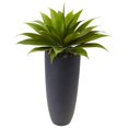 thumbnail image 1 of Agave en Pot Cylindrique Gris, 1 of 1