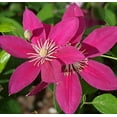 thumbnail image 5 of Clematis Acropolis - 2 Live Starter Plants in 2 Inch Growers Pots - Starter Plants Ready for The Garden - Bold and Beautiful Dark Pink Flowering Vine, 5 of 7