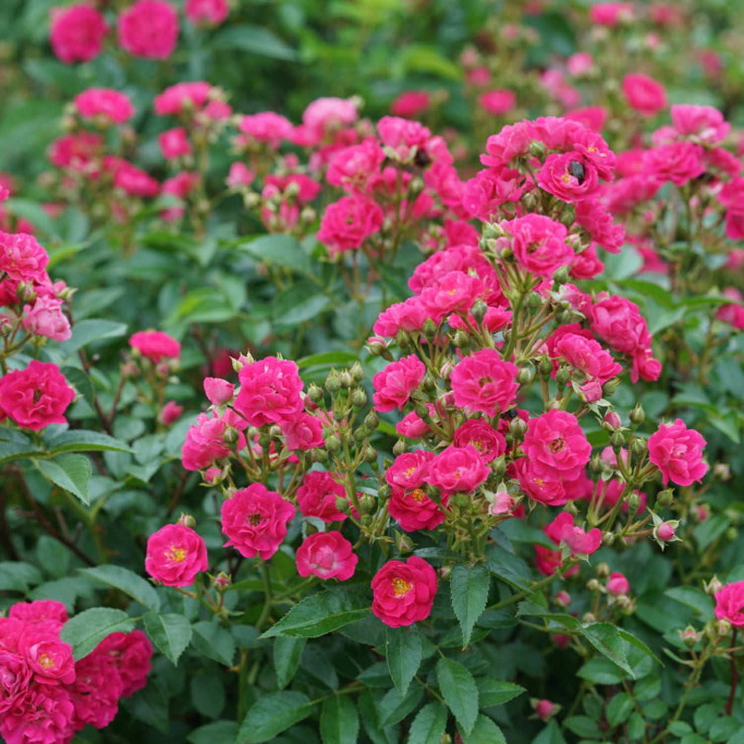 Proven Winners ColorChoice 5" Pink Oso Easy Peasy Rose Live Plant in 4.5" Pot (4 Count)