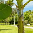 thumbnail image 4 of Tree Guards Trunk Protector 16X48inReflective Film Squirrel Deterrent Garden ProtectionfromAnimals Outdoor Wrap 2 Pc, 4 of 7