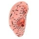 thumbnail image 4 of Modelo de Acupuntura de Oído Puntos Suministros de Negocio Científico Cola Acupuntura Estatua de masaje, 4 of 7