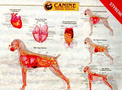 Canine Internal Organ Anatomy Chart - Walmart.com - Walmart.com