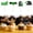 Green 24 Pack 12x11, variant on Vivcore 2026 Graduation Cupcake Toppers Orange 24 Pack Cake Decorations for Graduation Party Decor and Festive Styling