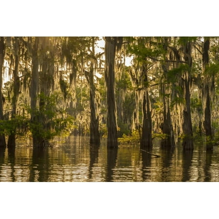 Louisiana, Atchafalaya Basin. Cypress Trees Reflect in Swamp Print Wall Art By Jaynes