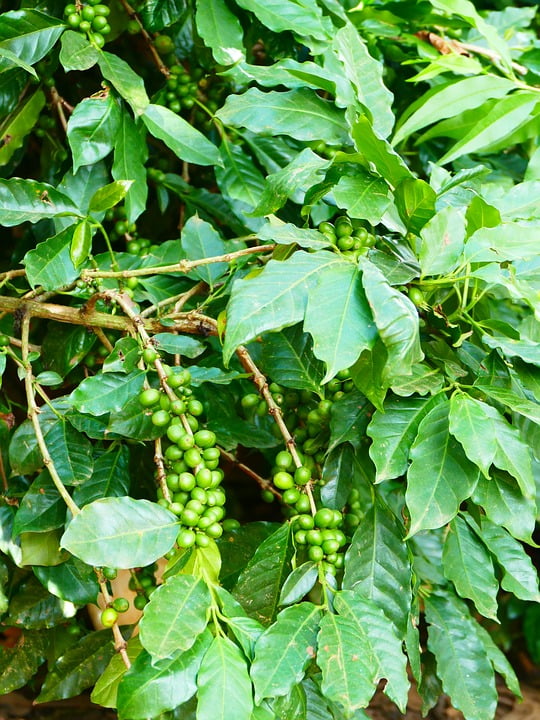 Coffee Plant Coffee Berry Bush Coffee Cherry Coffee20