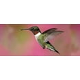 thumbnail image 3 of Perky-Pet High Energy Hummingbird Nectar Food Concentrate - 12 Pack, 8 Ounce, 3 of 4