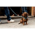 thumbnail image 7 of Tiger Tail URBAN NOMAD Dog Collar - lightweight waterproof & odor proof dog collar, 7 of 7