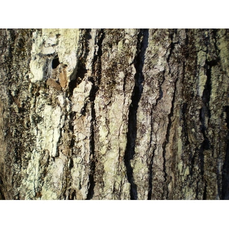 Canvas Print Maple Trunk Nature Bark Sugar Syrup Sap Tree Stretched Canvas 10 x