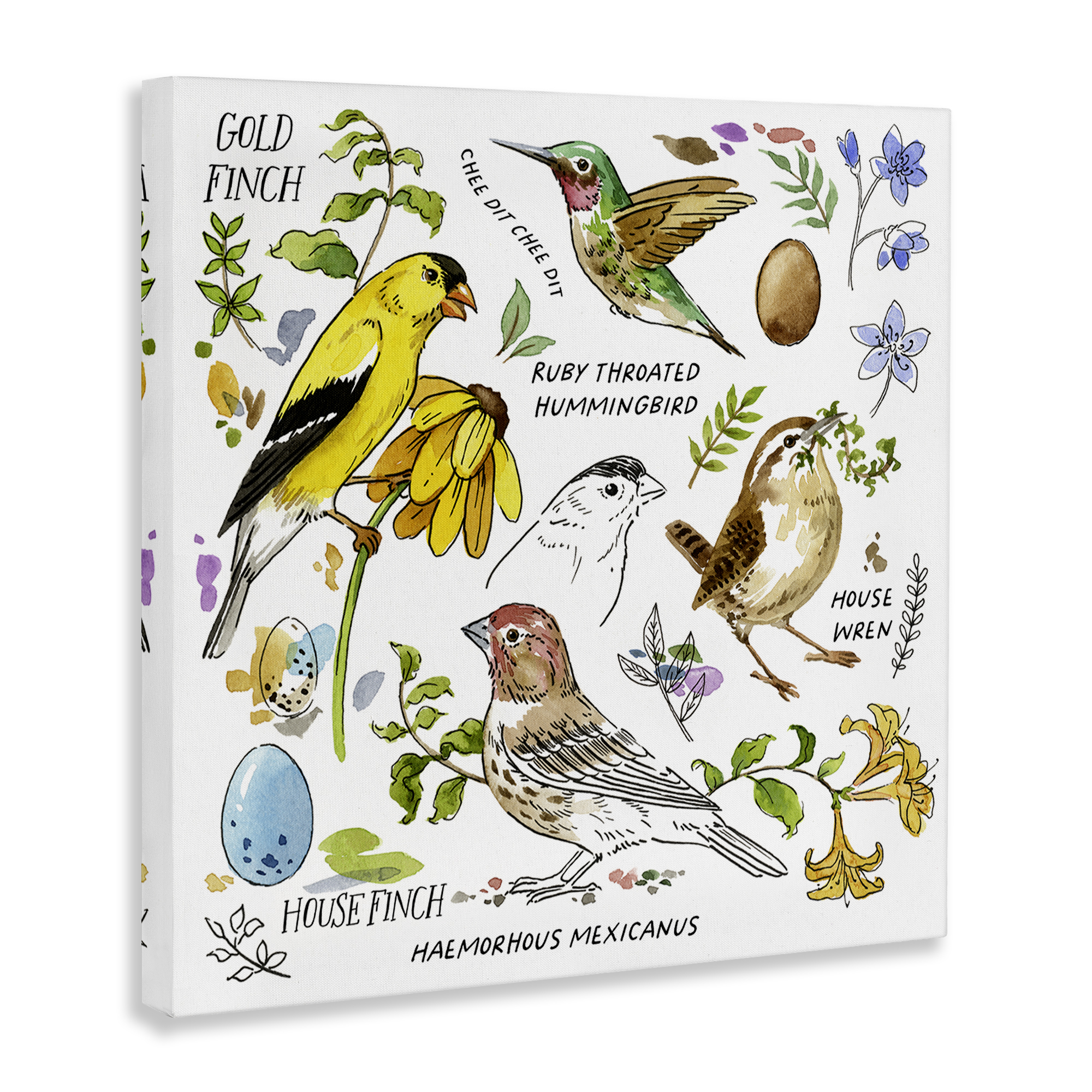 Stupell Industries Local Birds Chart Animals Painting Wrapped Canvas Art Print Wall Art, 17 x 17