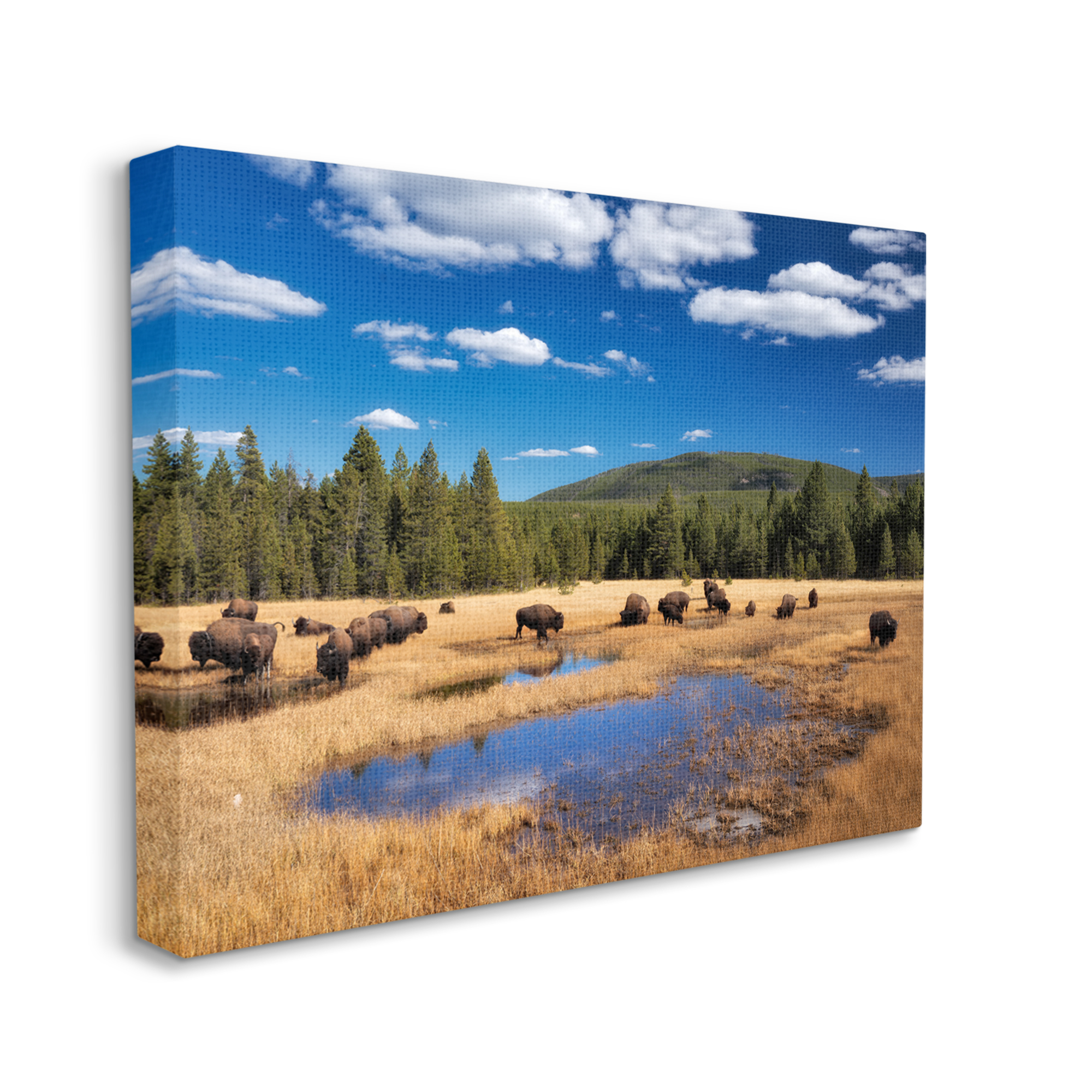 Stupell Industries Bison Grazing Clear Sky Pasture Landscape Photography Gallery Wrapped Canvas Print Wall Art