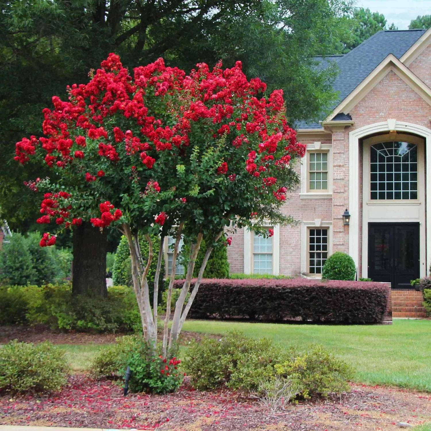 Garden Debut 2-3 ft. Tall Scarlet Beauty Crape Myrtle Live Tree in 3- Gallon Grower Pot