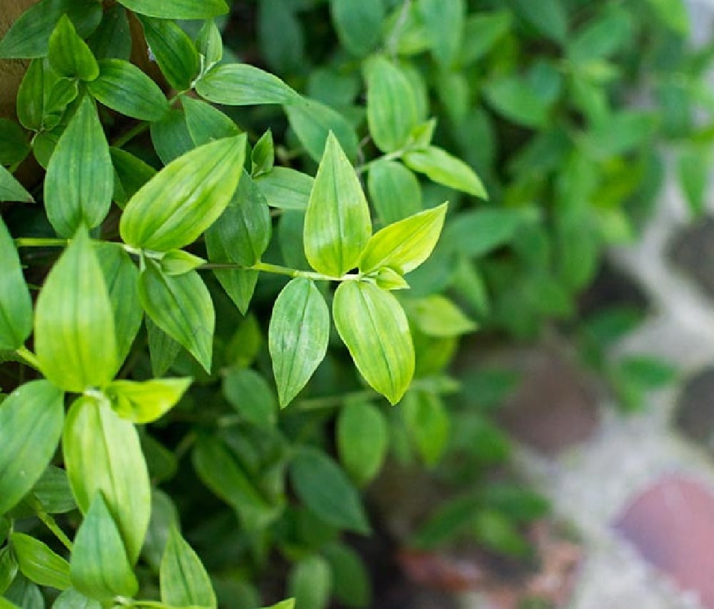Green Glow Wandering Jew 2.5" Pot Tradescantia Green Glow Wandering Jew 2.5" Pot Tradescantia