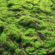 thumbnail image 2 of Simulación de liquen de musgo artificial Plantas verdes falsas para la decoración del jardín del patio del hogar (punto rojo), 2 of 6