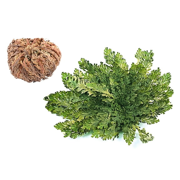 Live RESURRECTION PLANT Rose of Jericho Dinosaur Fern Miracle Air *Flat Shipping