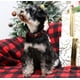 thumbnail image 4 of Collar para Perro Estilo Único Patitas Navidad Cuadros Rojos y Negros, 4 of 6