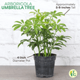 thumbnail image 5 of Live Schefflera Arboricola Plant, Umbrella Tree, Air Purifying 4 inch Diameter Live Plant Grown in USA, 5 of 7
