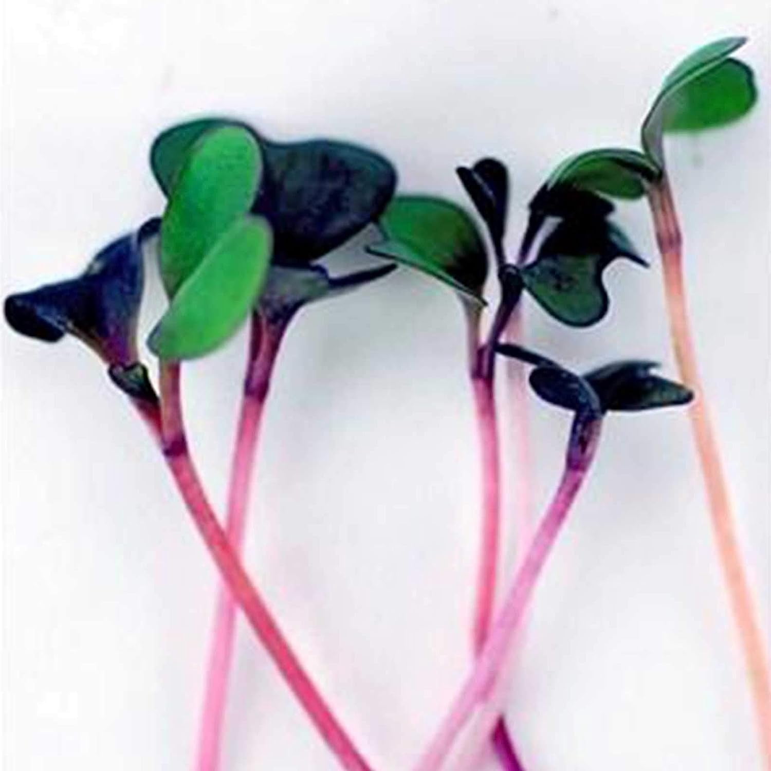 Organic Spicy Salad Mix Microgreens Seeds: 1 Lb - Non-GMO Micro Greens Seed Blend: Broccoli, Kale, Mustard, Cabbage, Arugula, Mustard, More 1 Lb Pouch