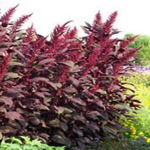 Amaranthus- Red Spike- 100 Seeds- - Walmart.com
