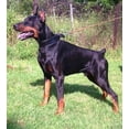 thumbnail image 3 of The "Style" Black Leather Dog Collar for Large Dog Breeds, 3 of 7