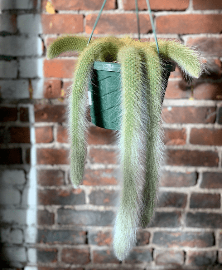 Monkey Tail Cactus Live Plants for Hanging Basket, Trailing Monkeys Tail Indoor Outdoor in 2 Inch Pot