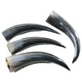 thumbnail image 4 of 4 Polished Cow Horns #3955    Natural colored, 4 of 4