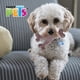 thumbnail image 3 of Juguete Hueso Gde Triple De Bambu Sabor Tocino Fancy Pets, 3 of 3