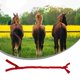 thumbnail image 4 of Bolsa de cola de caballo de 2 piezas, cola de caballo de caballo, bolsa de cola elástica, bolsa de cola trenzada, protector de cola de caballo transpirable, diseño antideslizante, protege al, 4 of 5