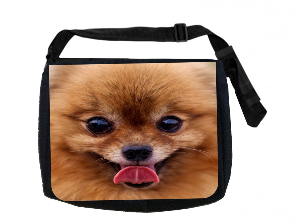 pomeranian in bag