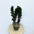 LIVE Black ZZ plant Rare Zamioculcas Zamiifolia evergreen houseplant in