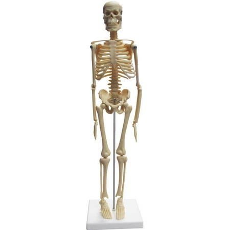 Walter Products Desktop Skeleton 17", 43cm