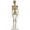 Walter Products Desktop Skeleton 17", 43cm