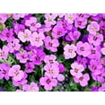 thumbnail image 5 of Seedville 400 Rainbow Rockcress Aubrieta Cultorum Flower Seeds, 5 of 11