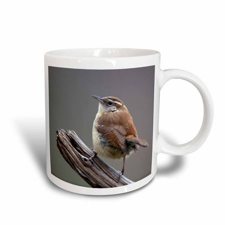 Carolina Game Day Ceramic - 3dRose Carolina Wren bird - NA02 AJE0218 - Adam Jones, Ceramic Mug, 11-ounce