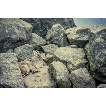 Laminated Poster Capricorn Mountains Animal Rock Stones Alpine Ibex Poster Print 11 x