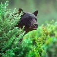 thumbnail image 2 of Fitzharris, Tim 26x26 Gold Ornate Wood Framed with Double Matting Museum Art Print Titled - Black bear, 2 of 4