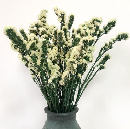 Dried Flowers Sea Lavender Forget-me-not Bouquet, 22 Inch Natural Statice Preserved Flower, Myosotis Sylvatica Flower for Arrangements, Home Decor, Wedding, Party (Yellow)