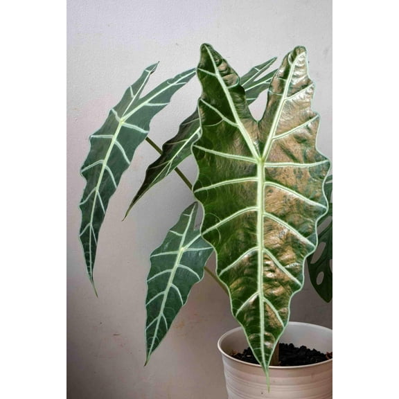 Alocasia Polly-Unique Elephant Ear Plant for Home  6" Pot