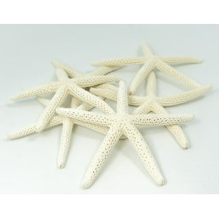 Starfish 10 Blue Green & White Finger Star Fish 4-6 Inch Starfish for  Crafts and Decor