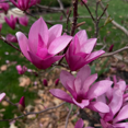 thumbnail image 3 of Magnolia Plant Potted, 3 to 5 inches Tall, Ann Magnolia Live Plant, Dormant, Pink Fragrant Flowers, Outdoor Gardening, 3 of 5