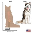 thumbnail image 3 of Advanced Graphics Siberian Husky Life-Size Cardboard Stand-Up, 48 x 33 in, 3 of 5