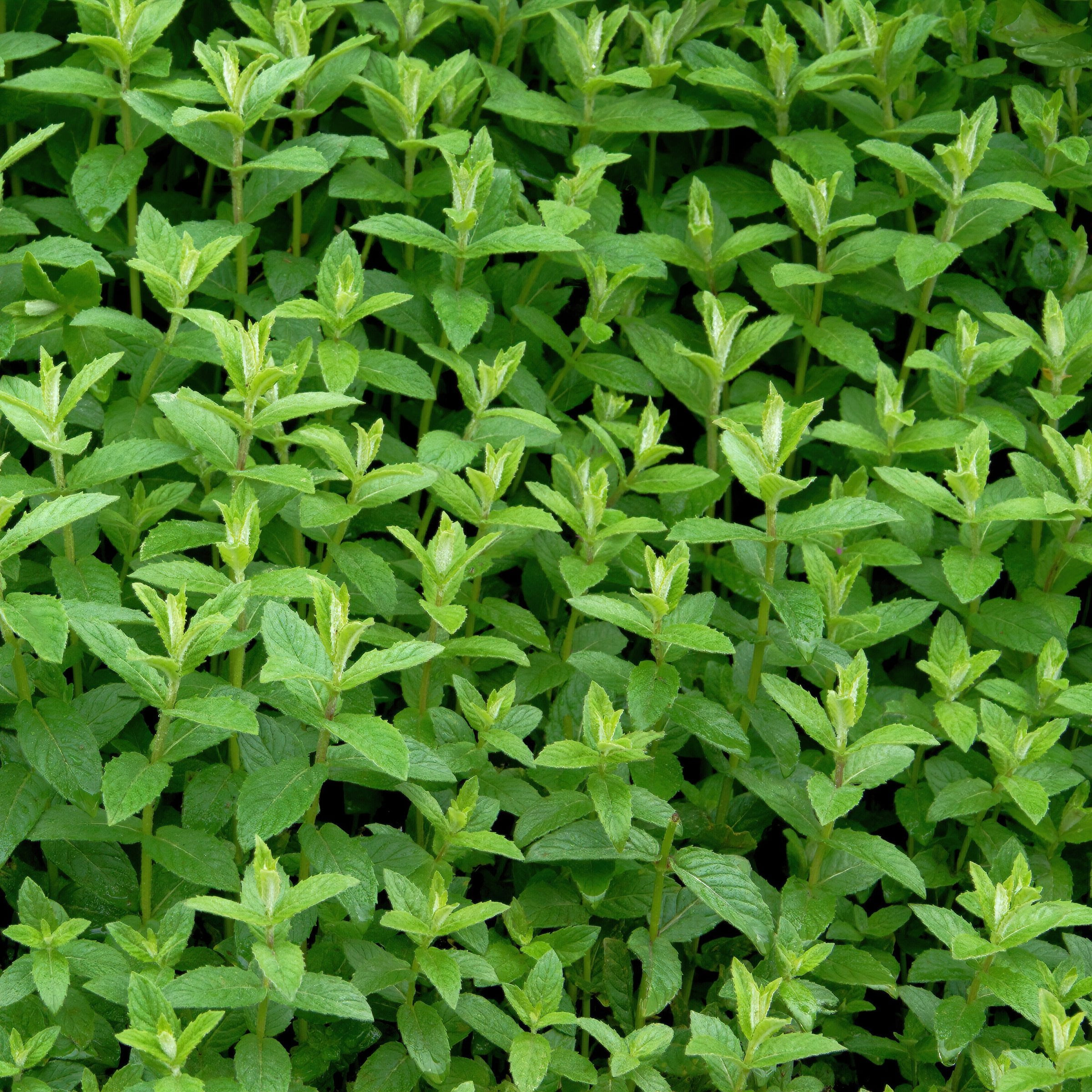 Live Perennial 4" Herb 'Spearmint' (3-Pack) with Full Sunlight